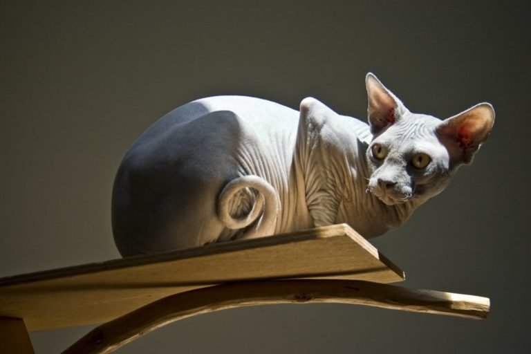 How to Choose the Right Sphynx Kitten for You?