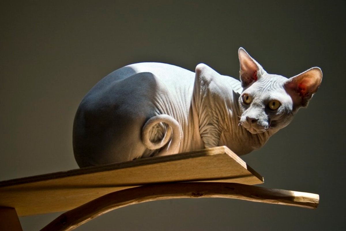 How to Choose the Right Sphynx Kitten for You?