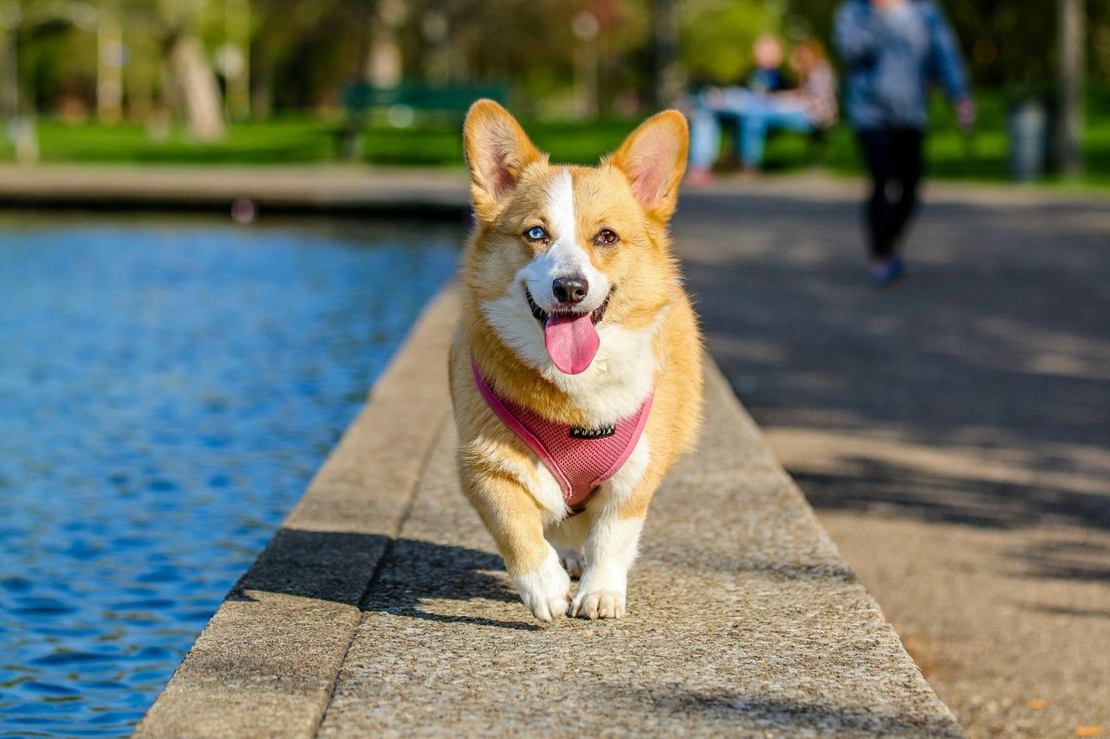 The Benefits of Dog Boarding for Long-Term Travelers